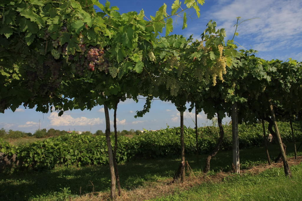 Agriturismo Ca' La Pergola Lugagnano Ngoại thất bức ảnh